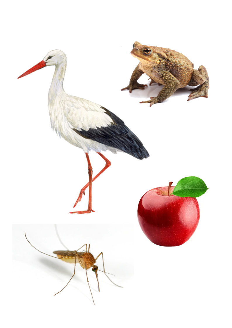 cadena trófica