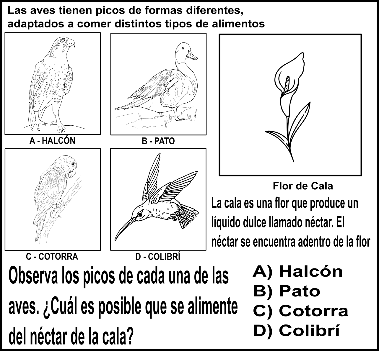 actividad sobre los picos de las aves