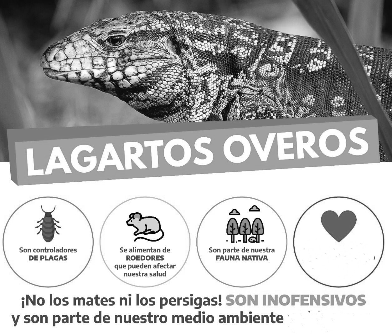 lagarto cuadrado