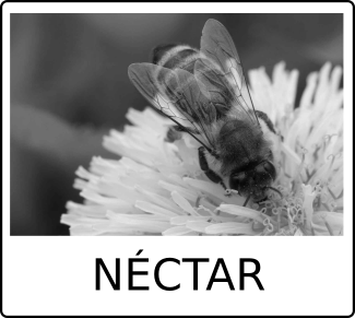 cartaNÉCTARR.png