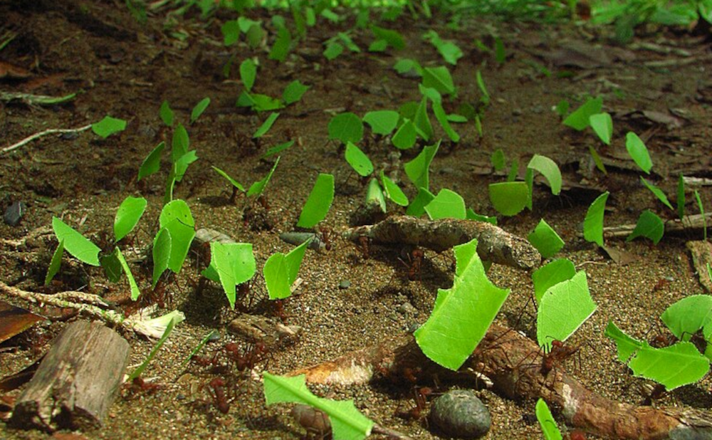 plantas.png