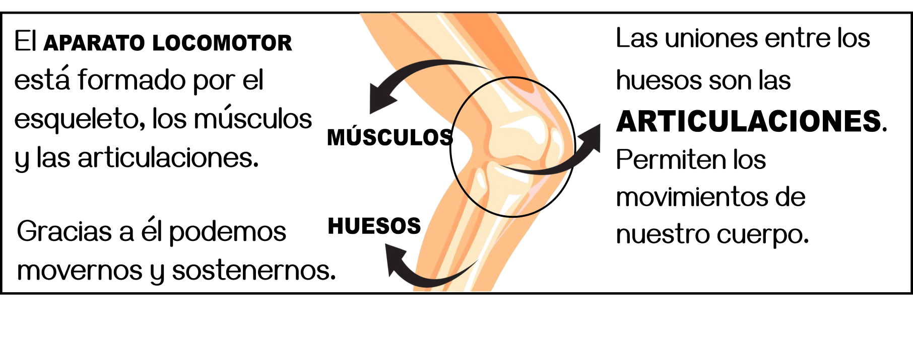 APARATO_LOCOMOTOR_ESQUEMA_RECU.png