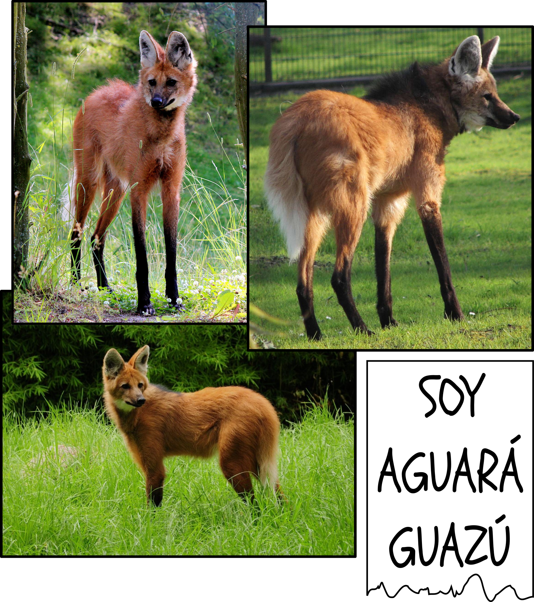 Aguará guazú Recursos