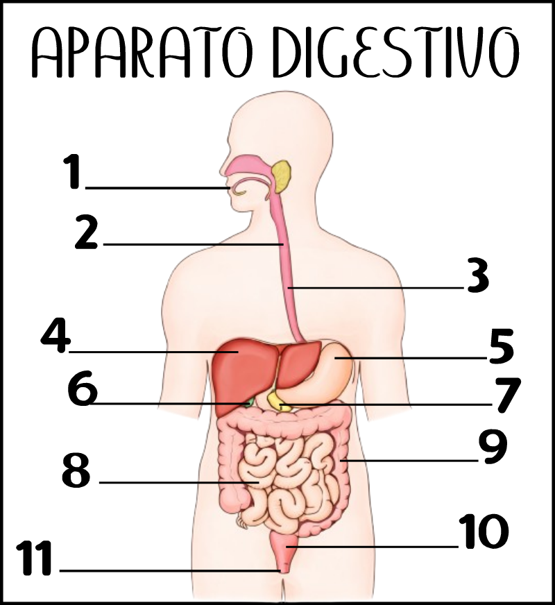 APARATO_DIGESTIVO.png